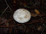 Amanita citrina f. alba image