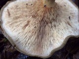 Paxillus involutus image