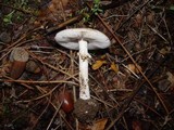 Amanita citrina f. alba image
