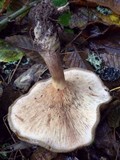 Paxillus involutus image