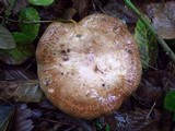Paxillus involutus image