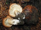 Tricholoma fracticum image