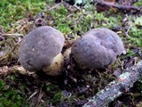 Boletus pruinatus image