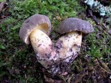 Boletus pruinatus image