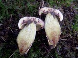 Boletus pruinatus image