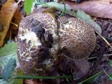 Boletus chrysenteron image