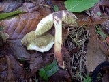 Boletus chrysenteron image