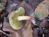 Boletus chrysenteron image