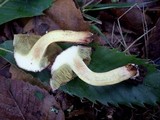 Boletus chrysenteron image