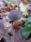 Boletus pruinatus image