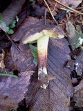 Boletus pruinatus image