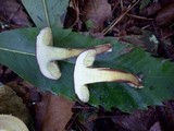 Boletus pruinatus image