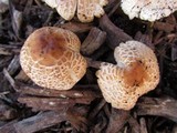 Lepiota cristata image