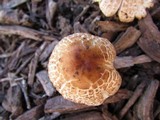 Lepiota cristata image