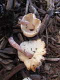 Lepiota cristata image