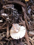 Lepiota cristata image