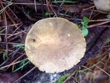 Hortiboletus bubalinus image