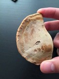Ganoderma brownii image