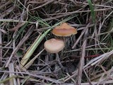Psilocybe azurescens image
