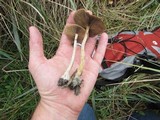 Psilocybe azurescens image