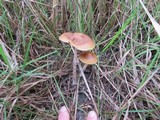 Psilocybe azurescens image