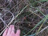 Psilocybe azurescens image