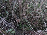 Psilocybe azurescens image