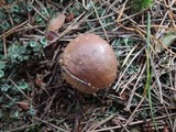 Tricholoma imbricatum image