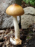 Amanita amerifulva image