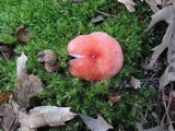 Russula silvestris image