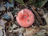 Russula silvestris image