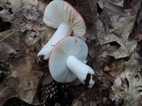 Russula silvestris image