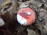 Russula silvestris image