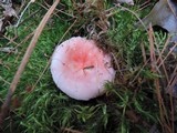 Russula silvestris image