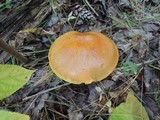 Suillus grevillei image
