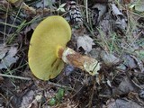 Suillus grevillei image