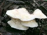 Tyromyces chioneus image