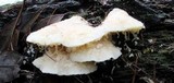 Tyromyces chioneus image
