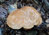 Suillus acidus image