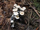 Collybia cirrhata image