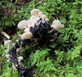 Collybia cirrhata image