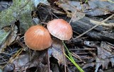 Marasmius fulvoferrugineus image