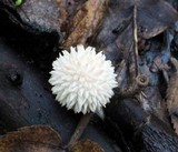 Lycoperdon curtisii image