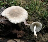 Amanita farinosa image
