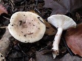 Lactarius cinereus image