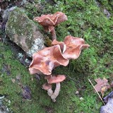 Armillaria gallica image