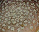 Amanita muscaria var. flavivolvata image