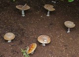Amanita muscaria var. flavivolvata image