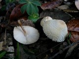 Cystolepiota seminuda image