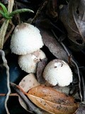 Cystolepiota seminuda image